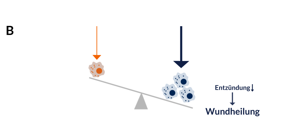 ticeba-stemcells-02-de