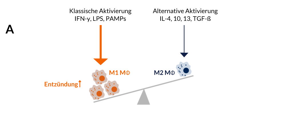 ticeba-stemcells-01-de