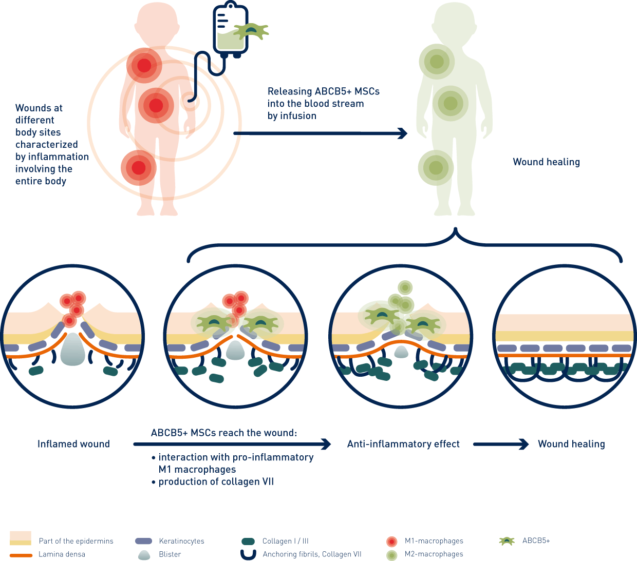 infographic abcb5 skin process